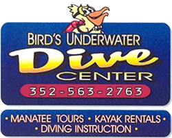 Birds Under Water